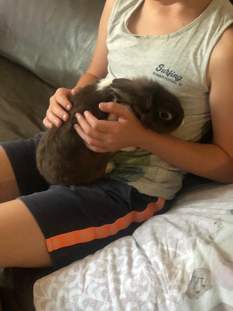 Mooi, lief konijntje met hok te koop, Mâle, Petit, 3 à 5 ans