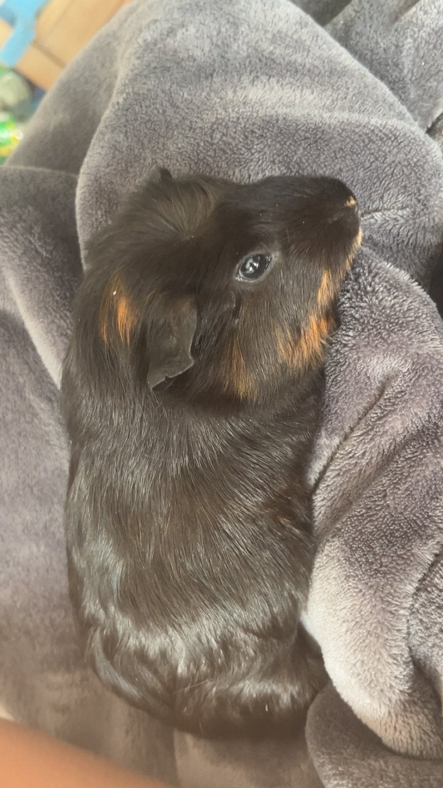Te koop, Cavia, Augustus, Mannelijk, Tam