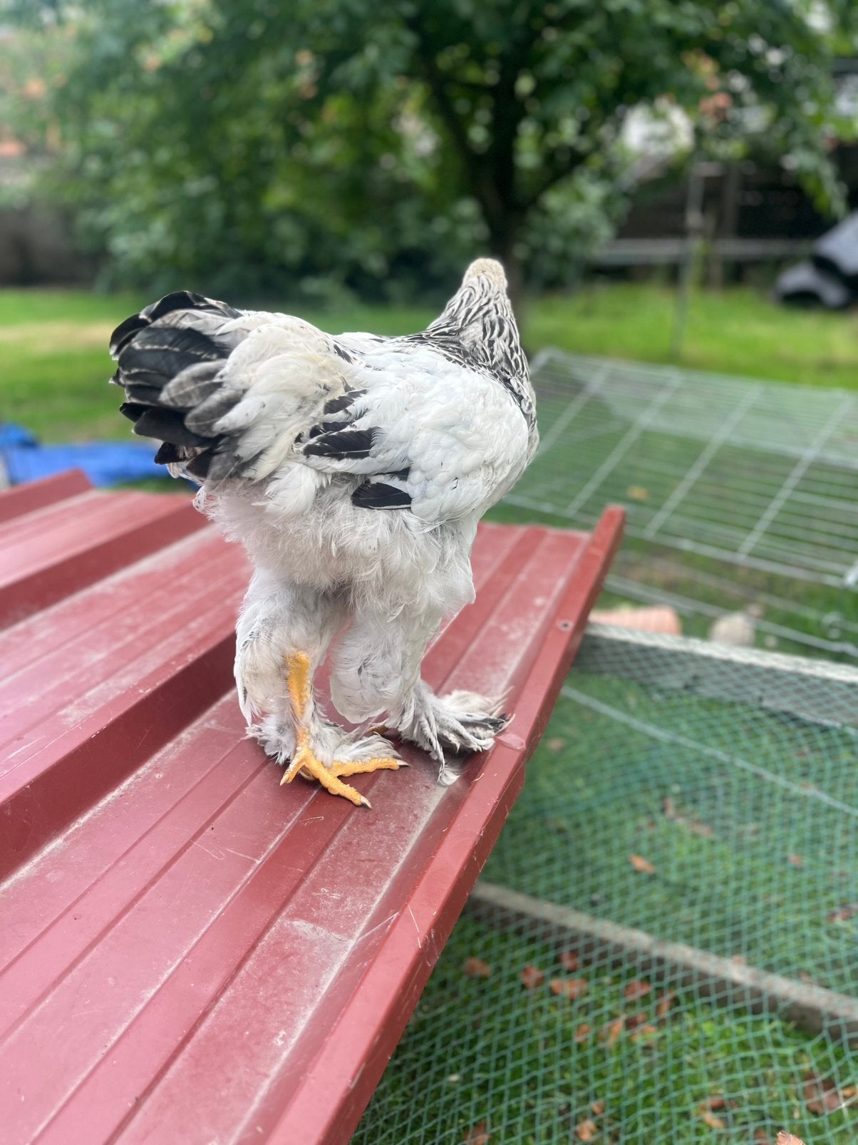 Brahma hanen, Dieren en Toebehoren, Pluimvee