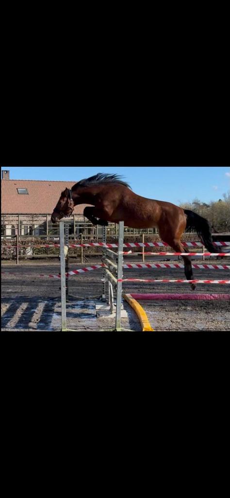Mooie 3-jarige springmerrie zoekt haar forever home, Dieren en Toebehoren, Merrie, Springpaard, Met stamboom, 3 tot 6 jaar