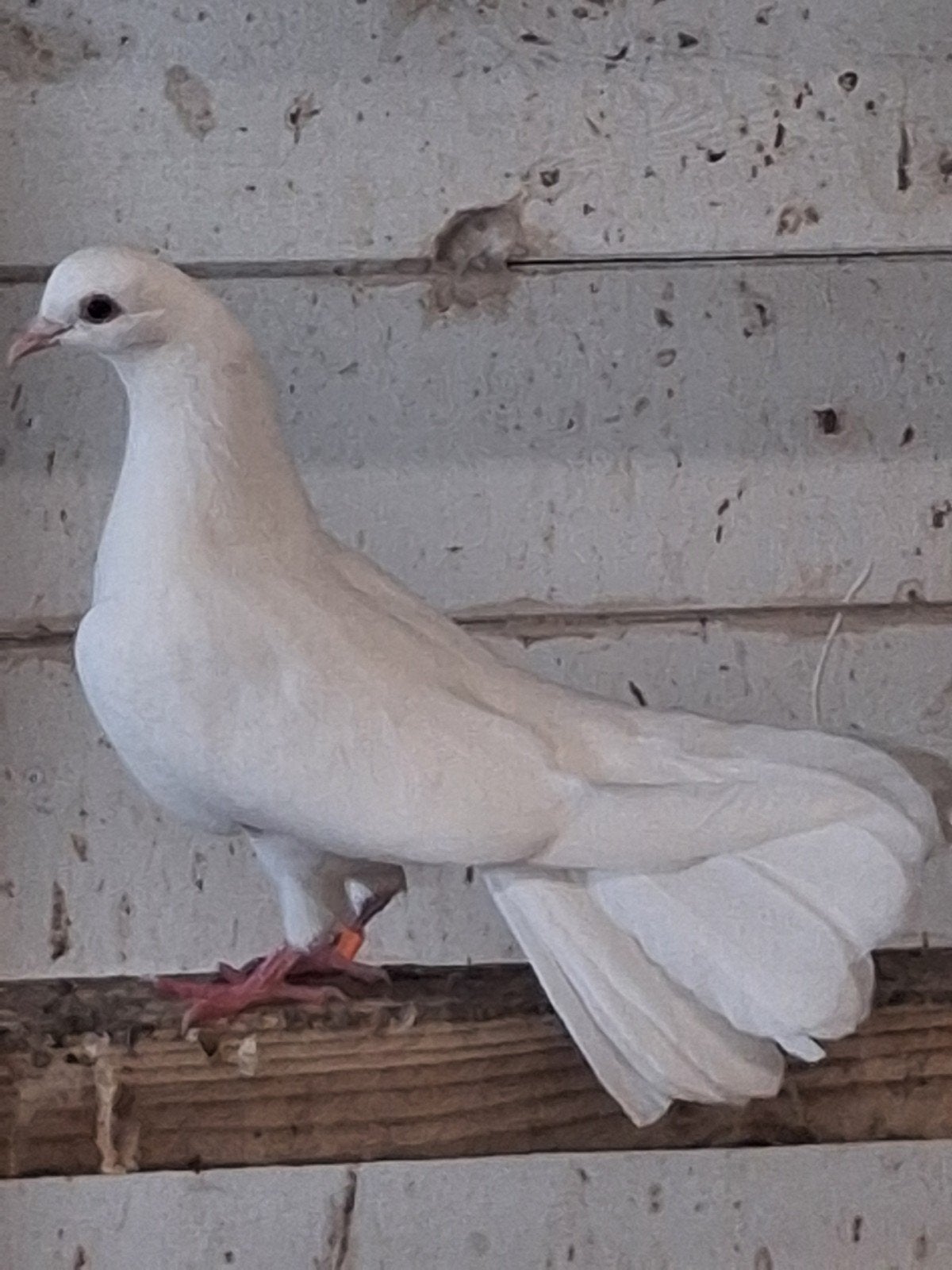 3 witte pauwstaarten
