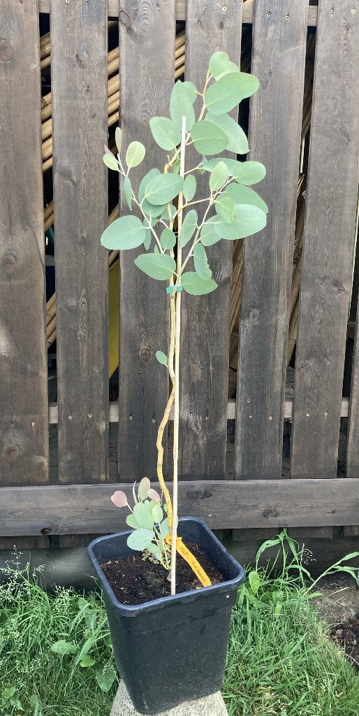 Eucalyptus pauciflora ssp debeuzevillei, Jardin & Terrasse, Plantes | Arbres, En pot, Plein soleil, Autres espèces, Enlèvement