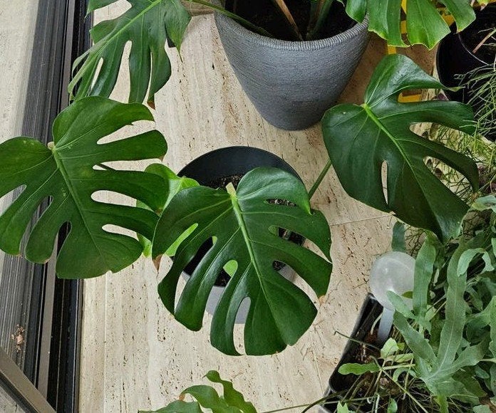 Monstera, Enlèvement