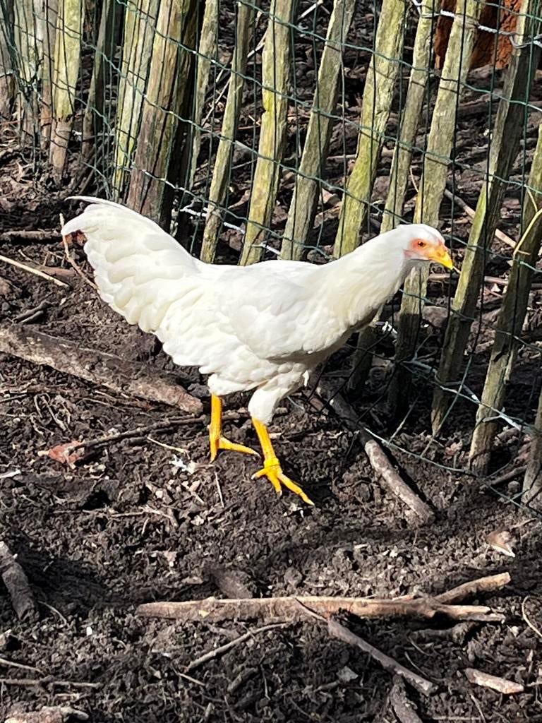 Yoko hama hoen hen, Dieren en Toebehoren