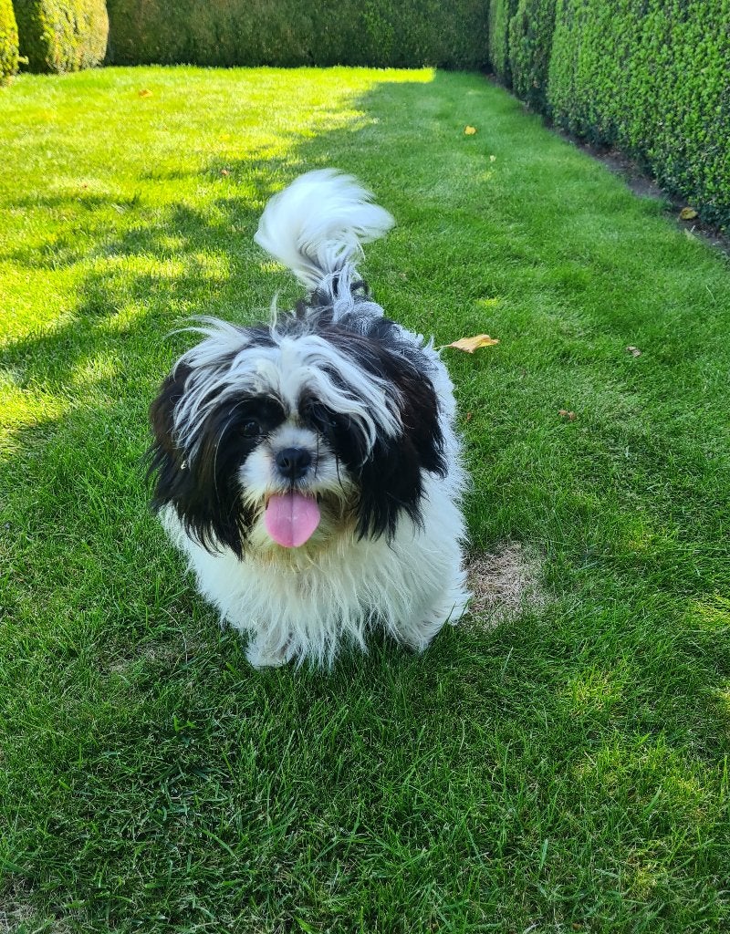 shih tzu pup, België, 15 weken tot 1 jaar, CDV (hondenziekte), Eén hond