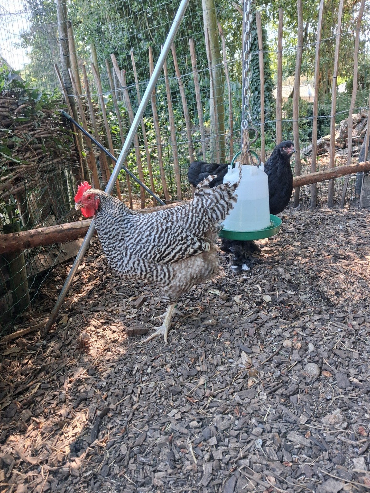 amrock kip 06/2025, Femelle, Poule ou poulet