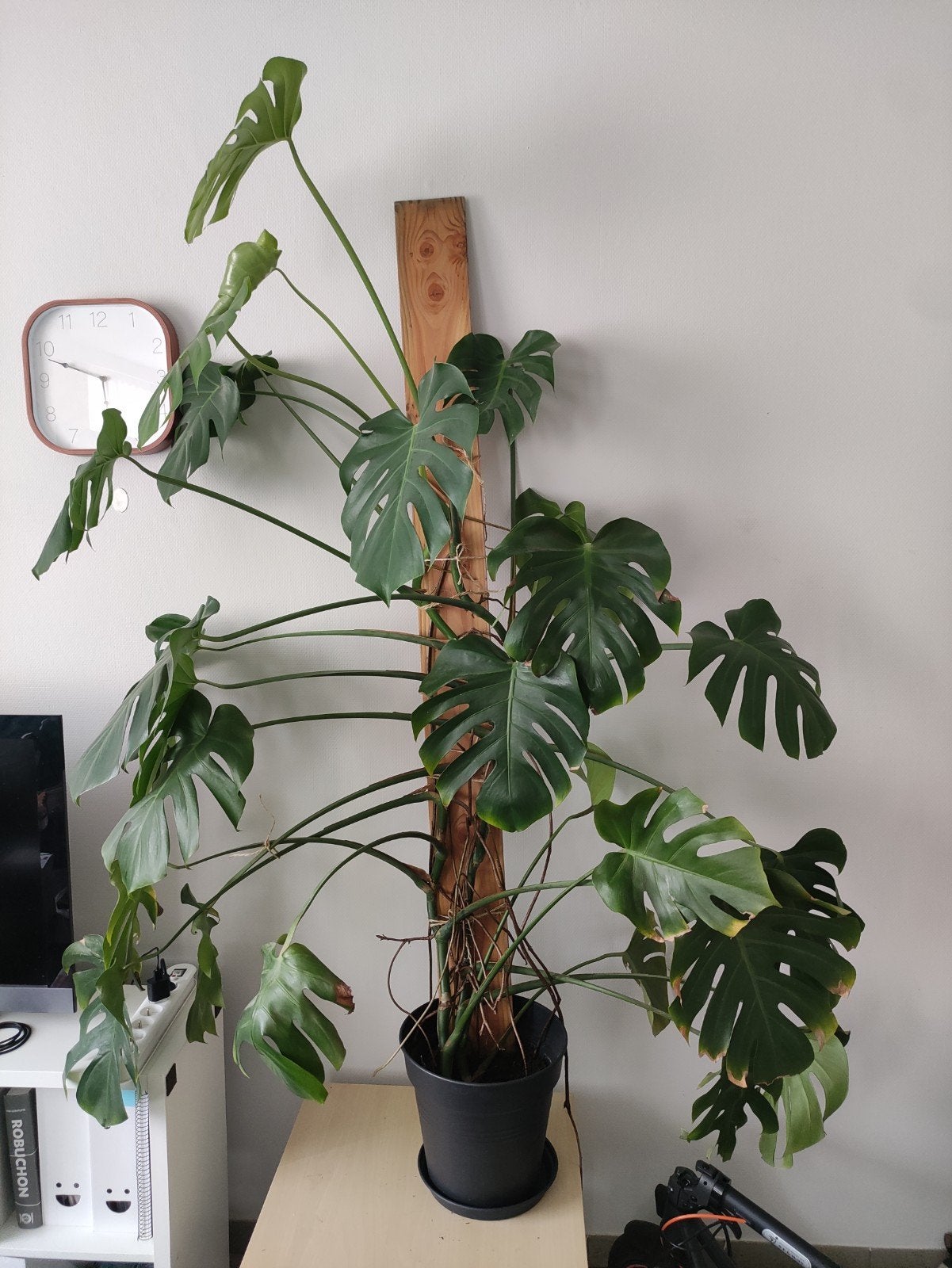 Grote Monstera Deliciosa plant (1m70), Enlèvement