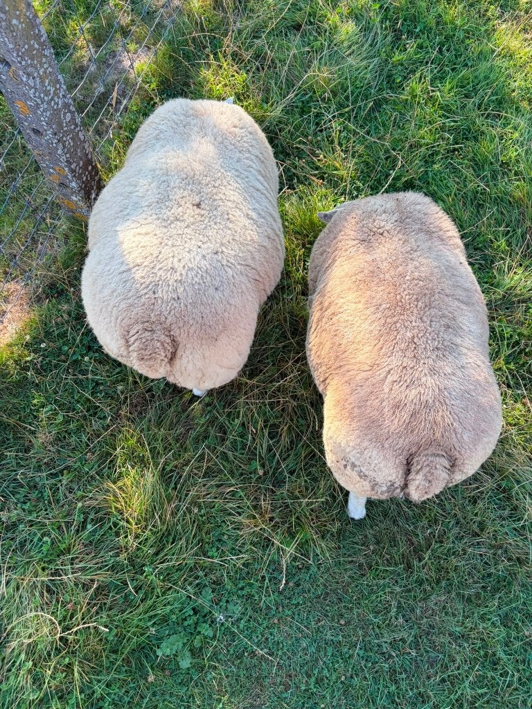 3 Dekbokken, Dieren en Toebehoren, Mannelijk, Schaap, 0 tot 2 jaar