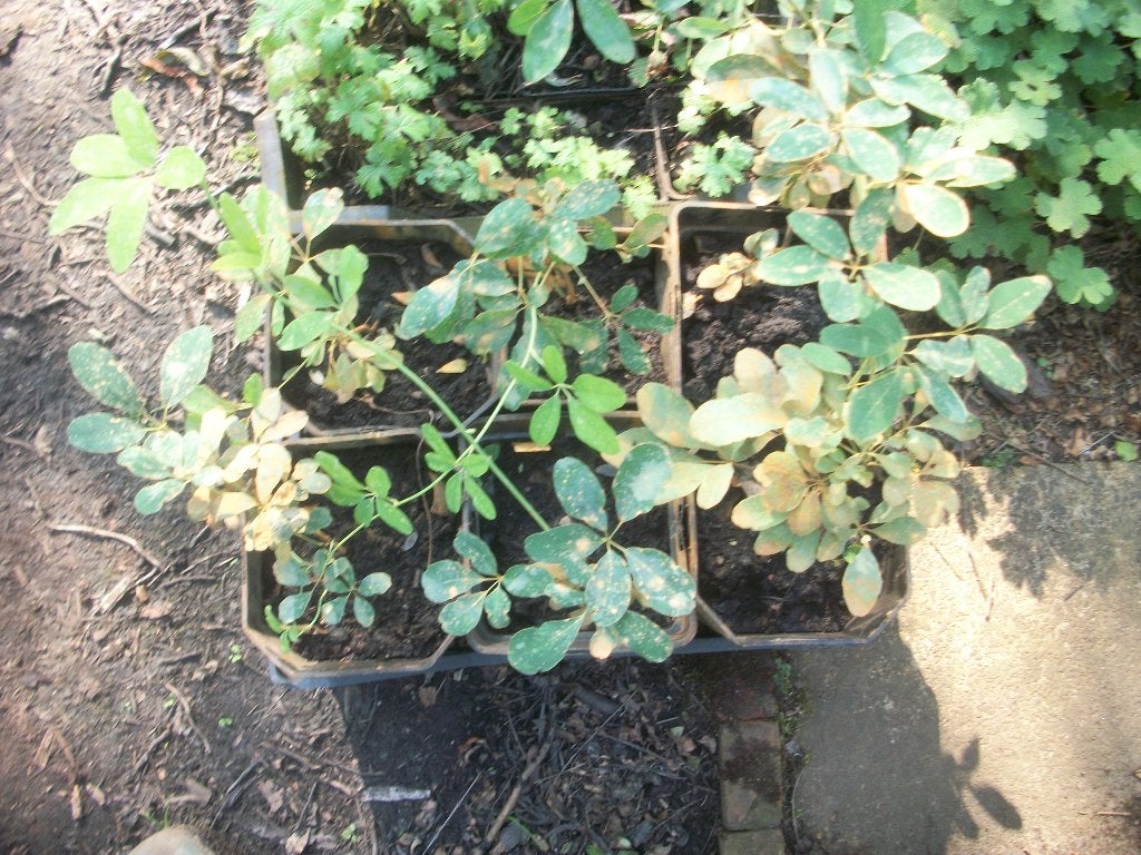 Akebia 'Album' en 'Cream form' en quinata, Tuin en Terras, Planten | Tuinplanten, Ophalen, Vaste plant, Klimplanten, Halfschaduw