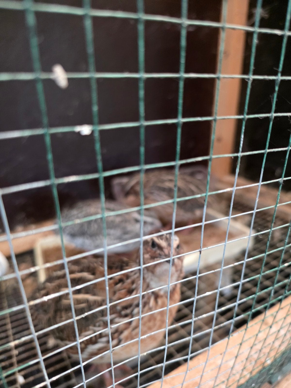 Te koop: 5 vrouwelijke kwartels en 1 mannelijke kwartel. De, Tickets & Billets, Loisirs | Jardins zoologiques