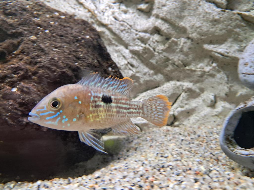 Green terror (gold saum), Dieren en Toebehoren, Vissen | Aquariumvissen, Vis, Zoetwatervis