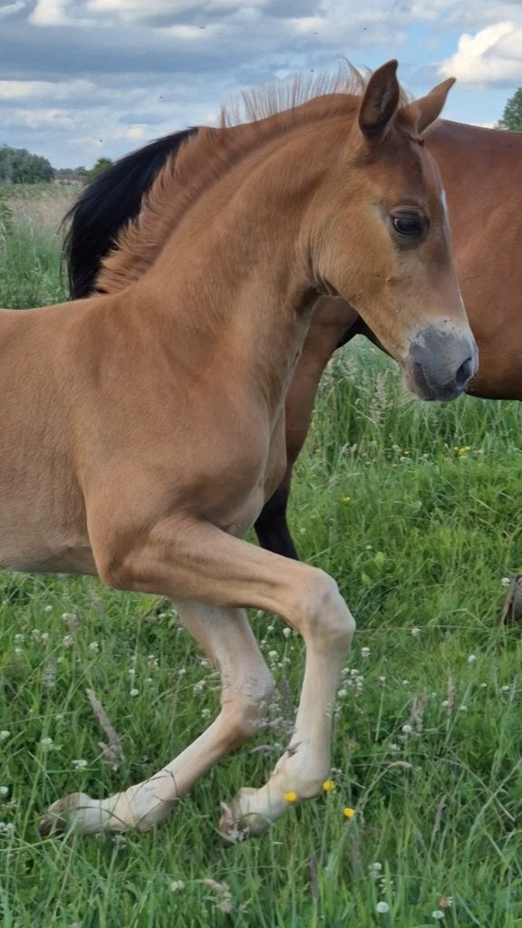 Merrieveulen, Avec pedigree, 160 à 165 cm, Ne s'applique pas, 0 à 2 ans