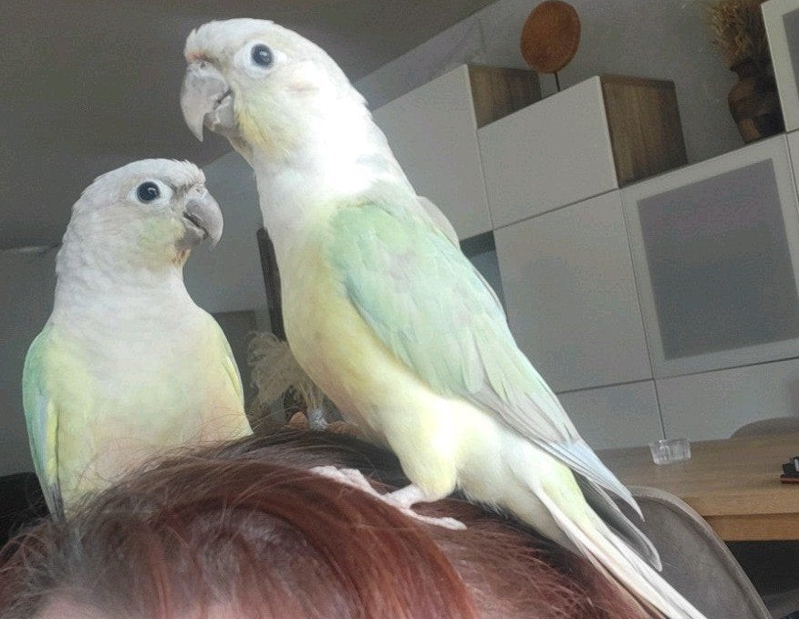 conure molinae  opamint male, Animaux & Accessoires