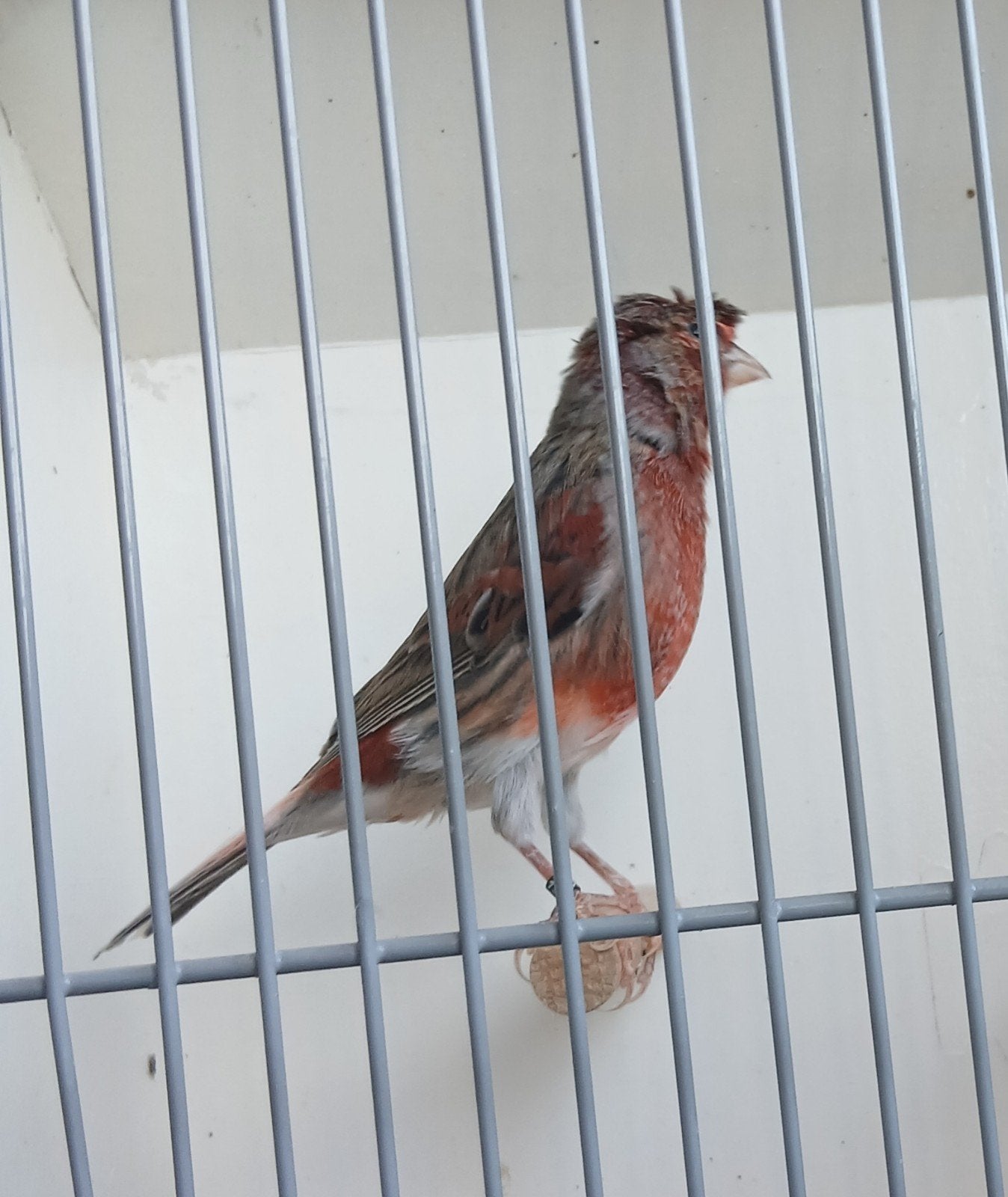 Portugese harlekijn kanarie, Dieren en Toebehoren, Vogels | Kanaries