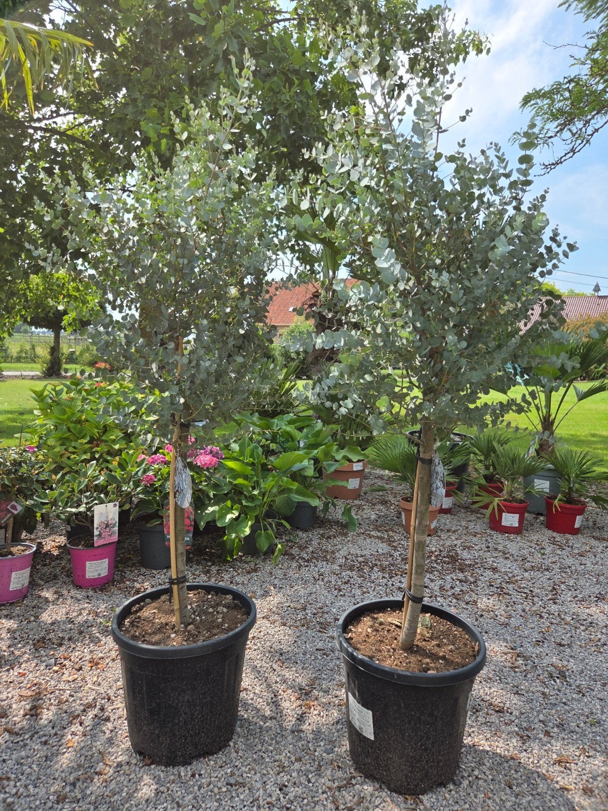 Eucalyptus op stam, Ophalen