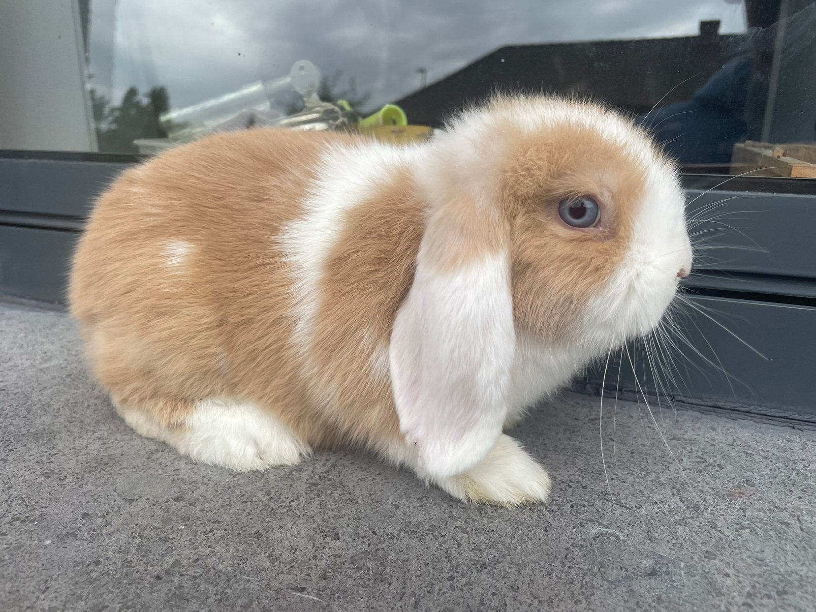 Minilop konijntje, Dieren en Toebehoren, Konijnen