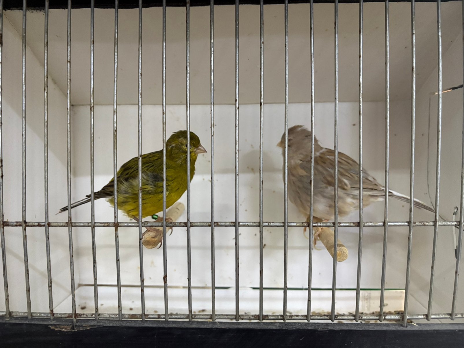 Koppel Fife Fancy, Meerdere dieren, Postuurkanarie