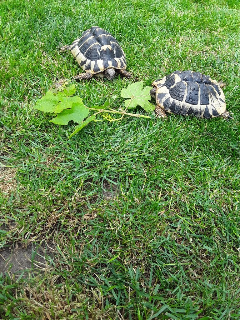 Griekse landschildpadden vrouwtjes nakweek 2022, Dieren en Toebehoren, Schildpad, 3 tot 6 jaar