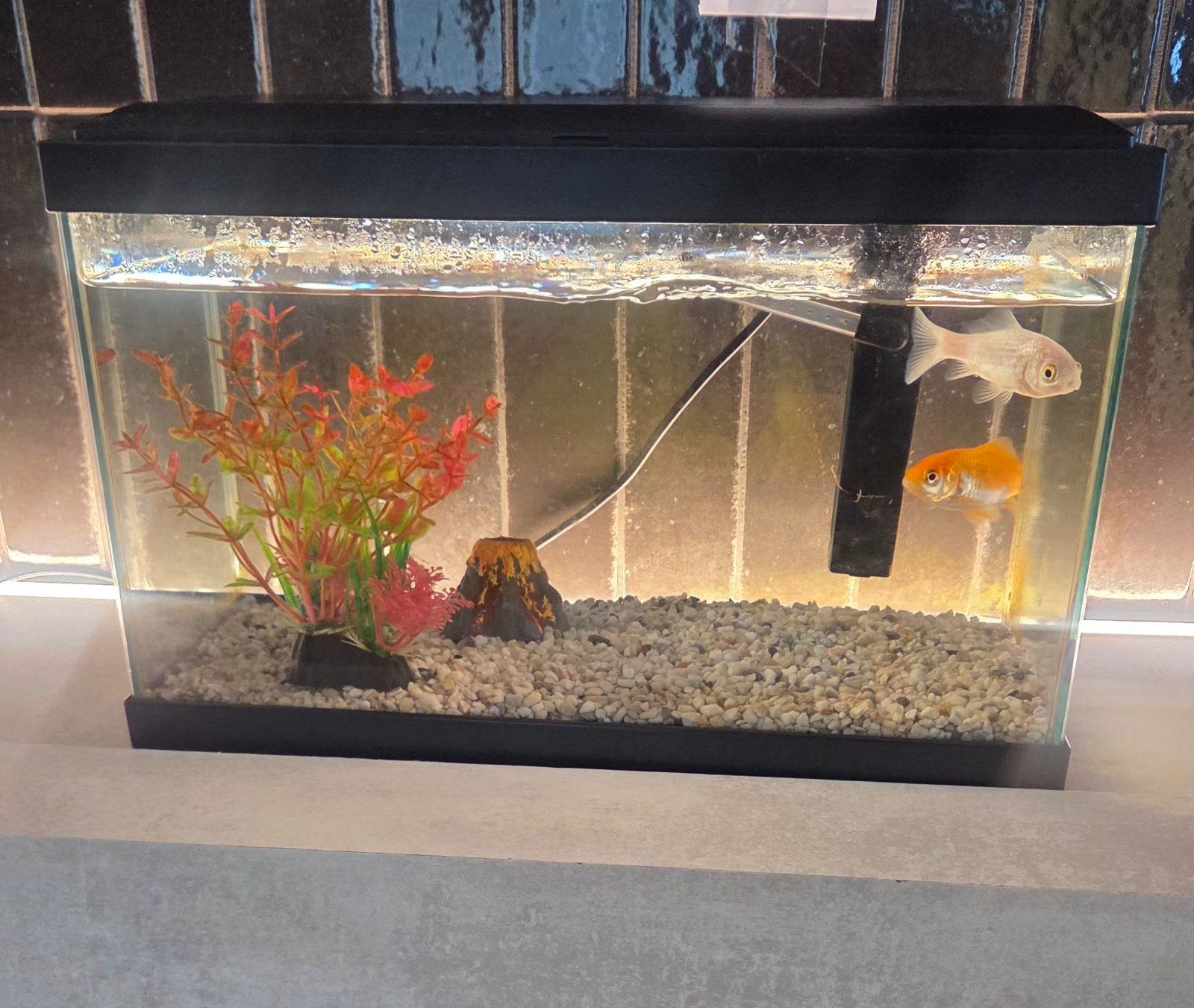 2 goudvisjes met aquarium, Enlèvement