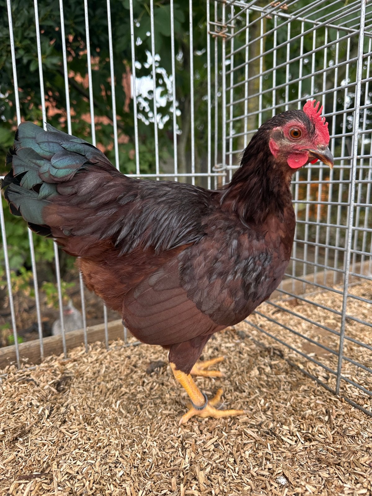 Rhode island red kriel, Dieren en Toebehoren