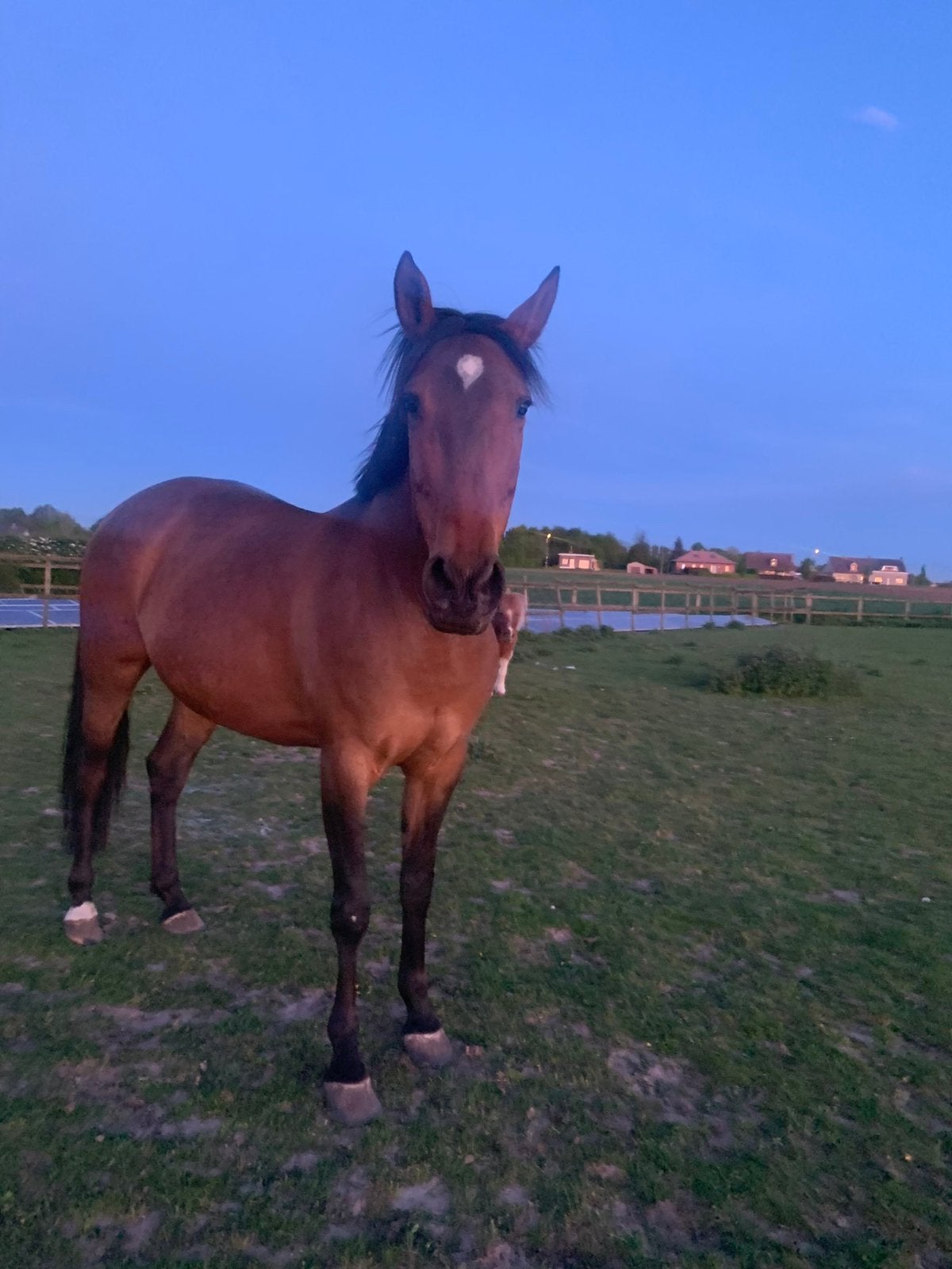 5 sterren huisje zoekt gezond eerlijk paard, Dieren en Toebehoren, Merrie