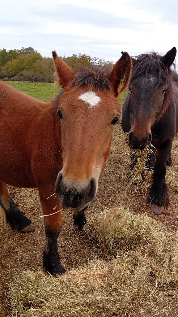 Ardenner trekpaard hengst veulen, Animaux & Accessoires, Avec pedigree, 160 à 165 cm, 0 à 2 ans, Cheval de récréation