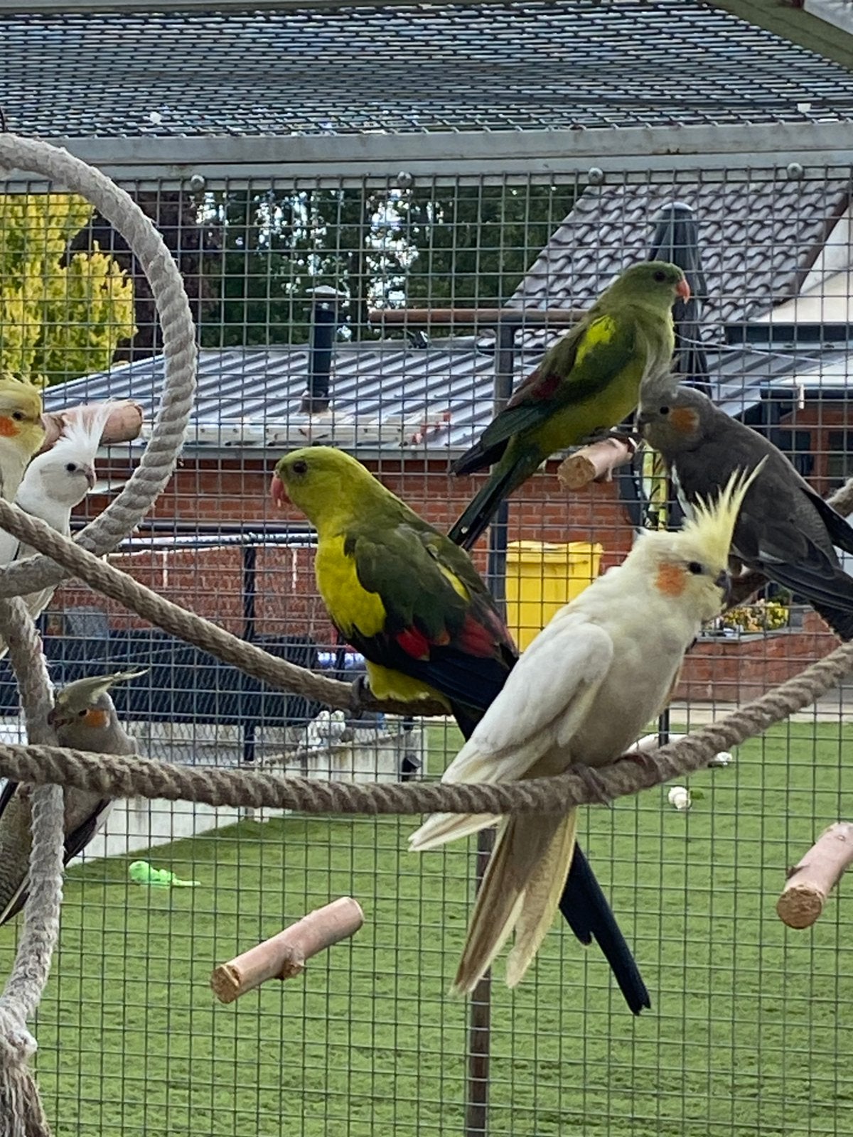 Koppel bergparkieten, Dieren en Toebehoren, Meerdere dieren, Parkiet, Geringd