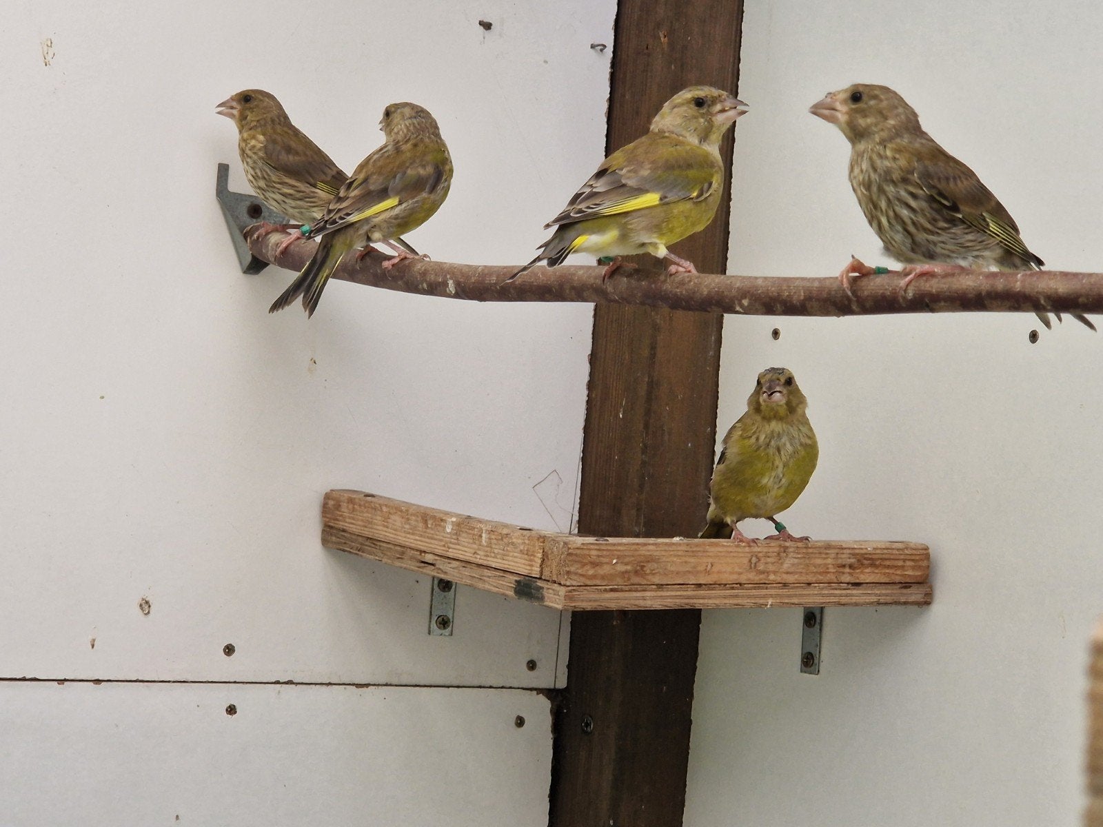 groenvinken van 2026, Meerdere dieren, Wildzangvogel, Geringd