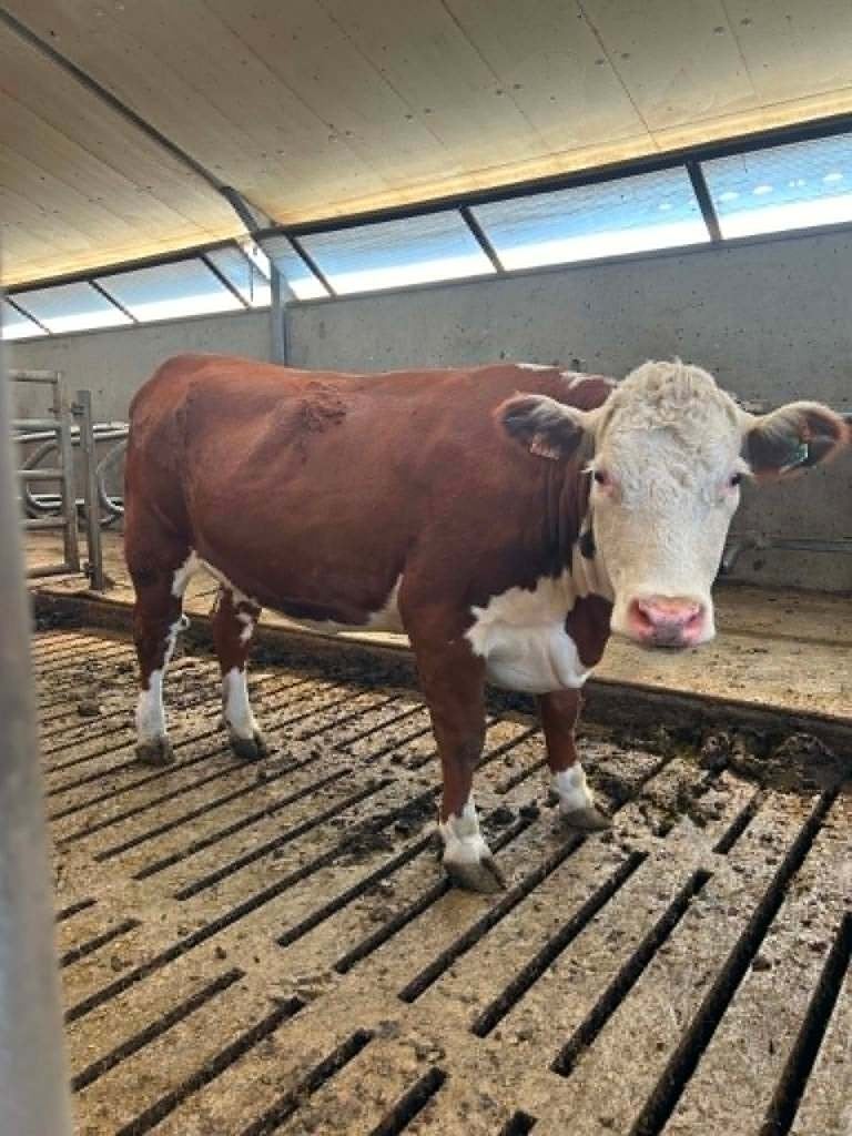 Drachtige Hereford vaarzen, Vrouwelijk, 0 tot 2 jaar