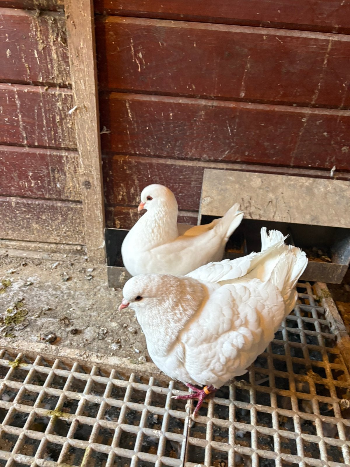 Kingduiven, Dieren en Toebehoren, Vogels | Duiven