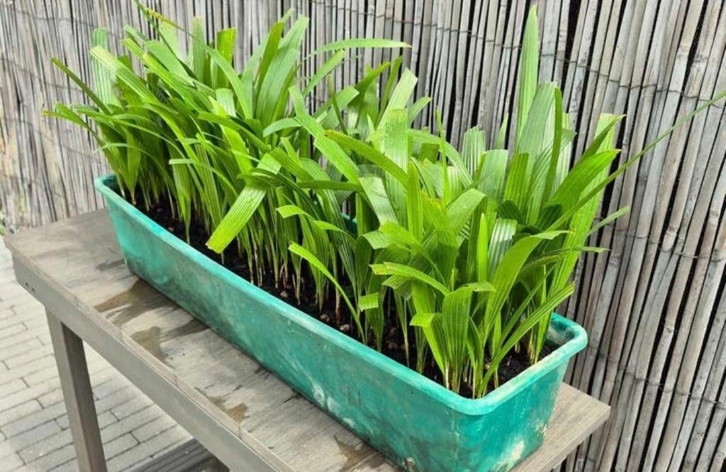 Zaailingen Trachycarpus Fortunei, Tuin en Terras, Ophalen