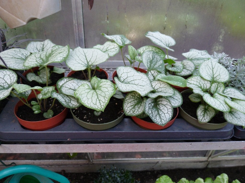 vaste plant, Vaste plant, Halfschaduw, Lente, Ophalen