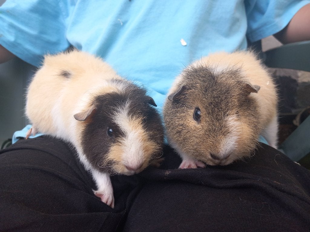2 vrouwelijke cavia teddy jongen, Dieren en Toebehoren, Knaagdieren, Cavia, April, Vrouwelijk, Tam