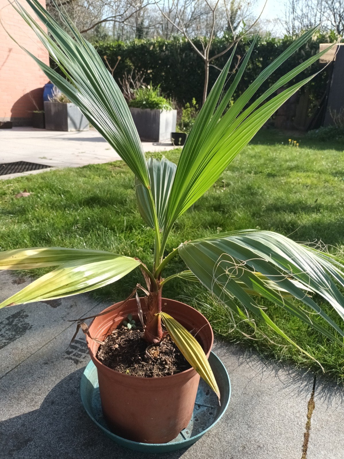 Palmbomen 5 euro, Tuin en Terras, Ophalen