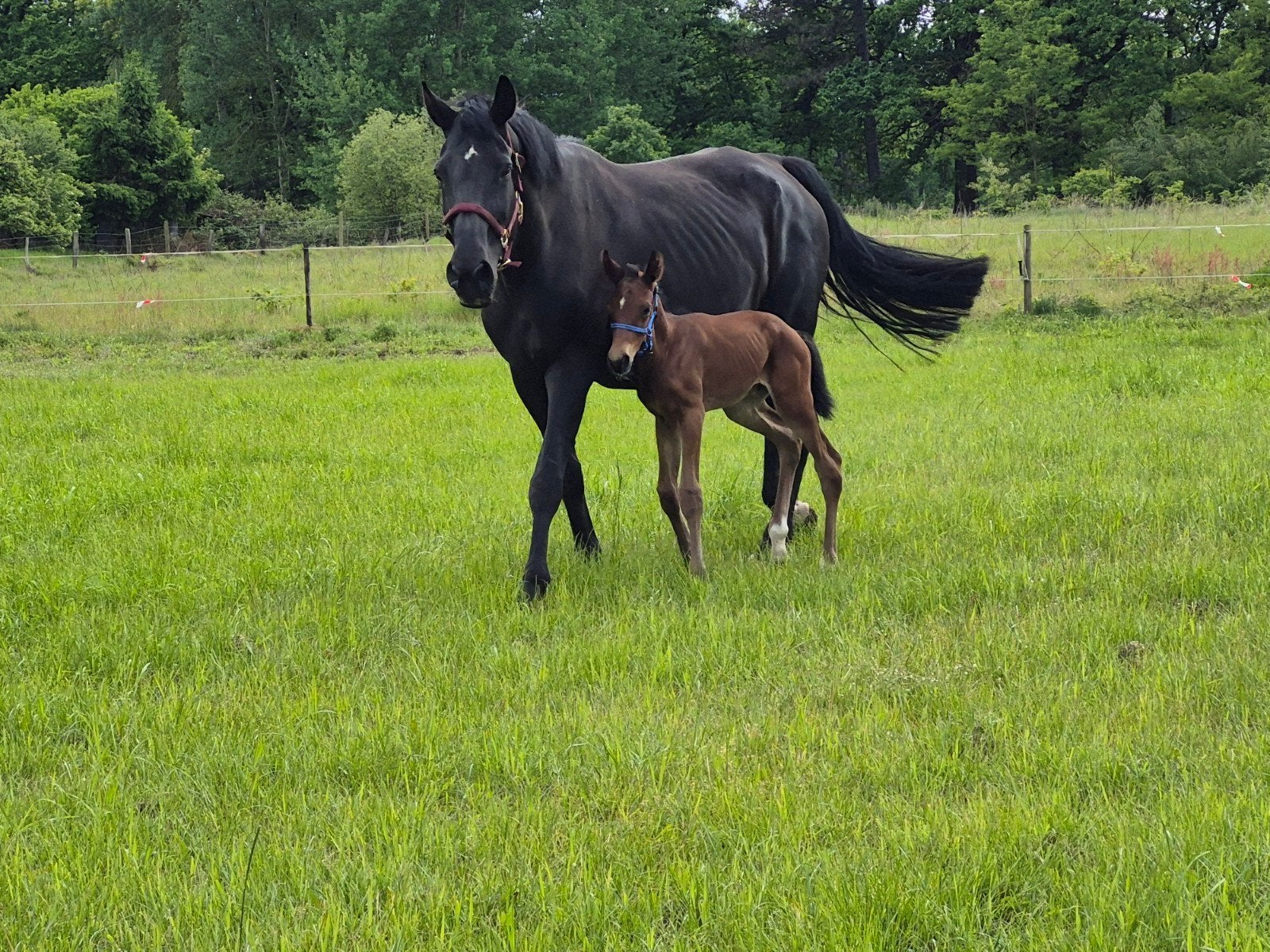 Fokmerrie te koop uit stam van 140 paarden