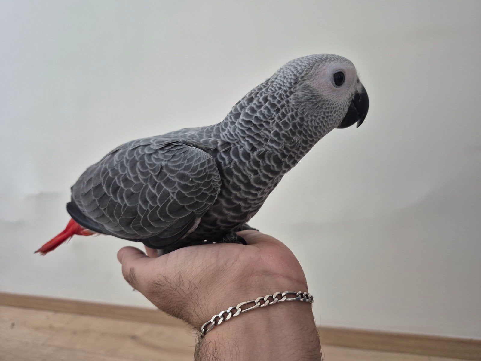 Perroquet Gris du gabon, Perroquet, Bagué