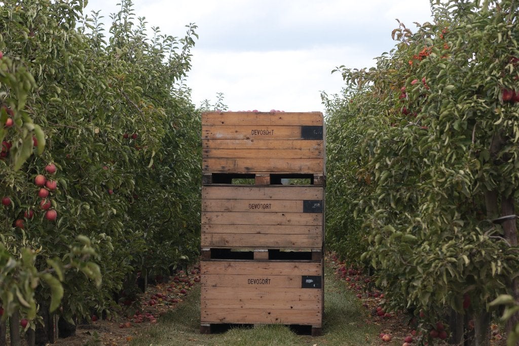 Houten Paloxen 120x100x75, Zakelijke goederen, Landbouw | Aardappelen, Groenten, Fruit en Vlees, Ophalen