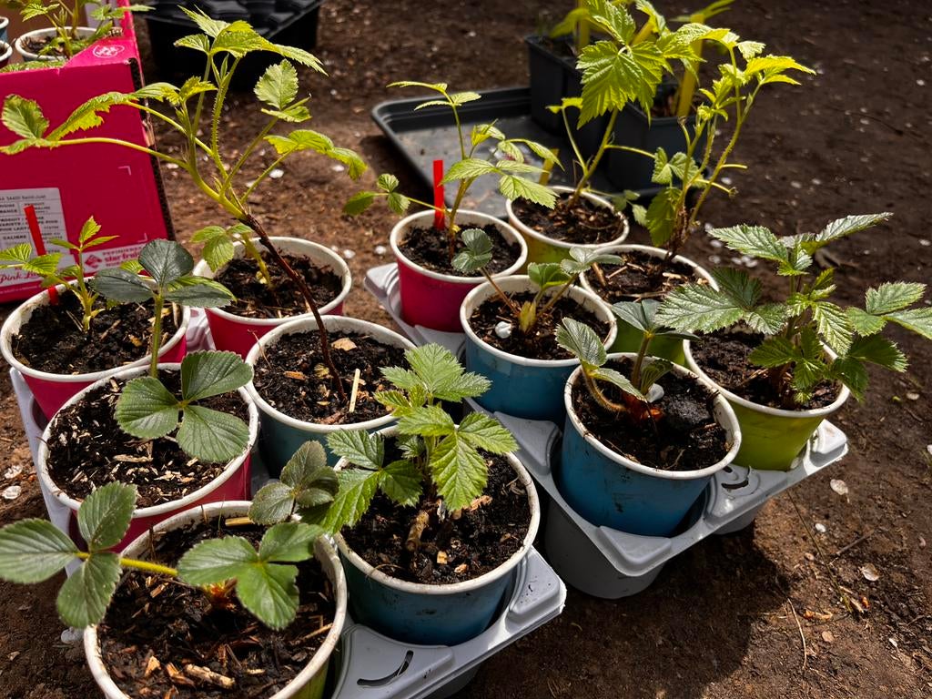 Fruitplanten set – €12, Tuin en Terras, Planten | Tuinplanten, Fruitplanten, Ophalen of Verzenden