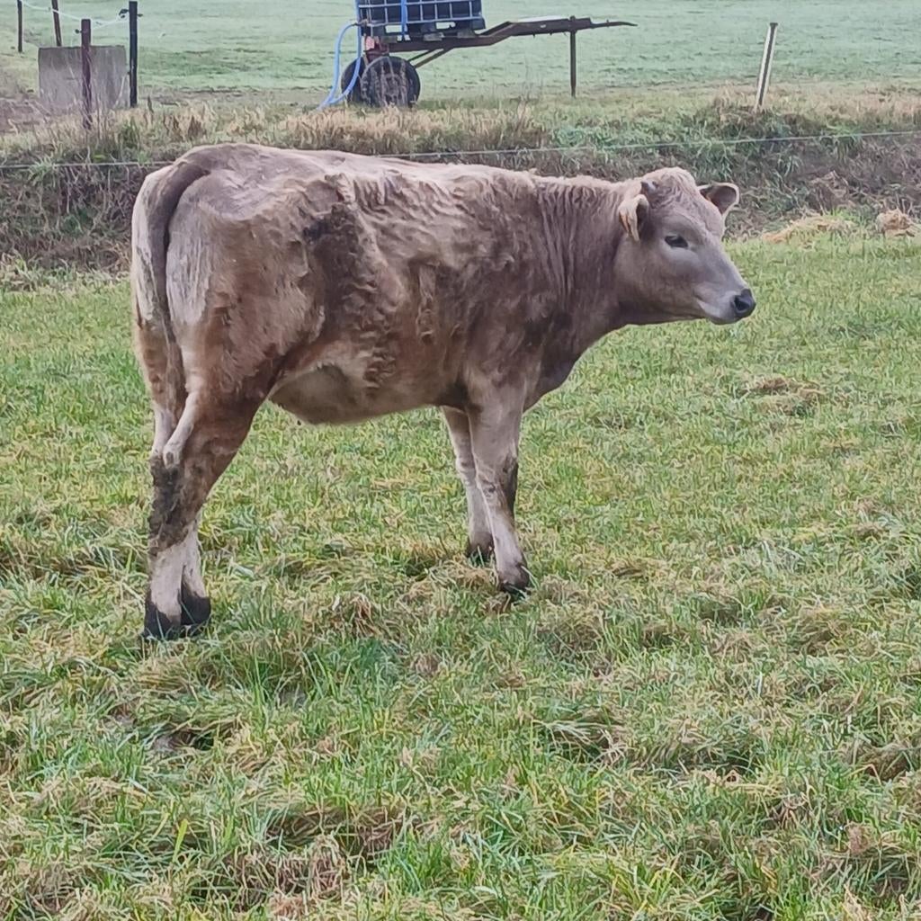 Jonge vaars 11m oud  holstein /charolais, Dieren en Toebehoren