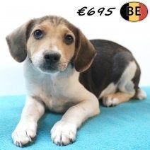 Belgische Fox - Kleine avonturiers met een pittig karakter, België, CDV (hondenziekte), 8 tot 15 weken, Meerdere