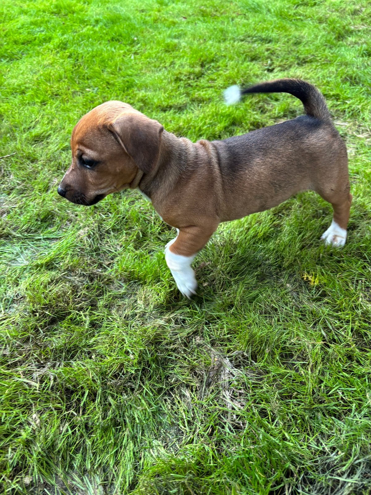 Lieve kortpotige jack russel pups uit geteste ouders, Maladie de Carré (chiens), Chien (mâle), Belgique, 8 à 15 semaines