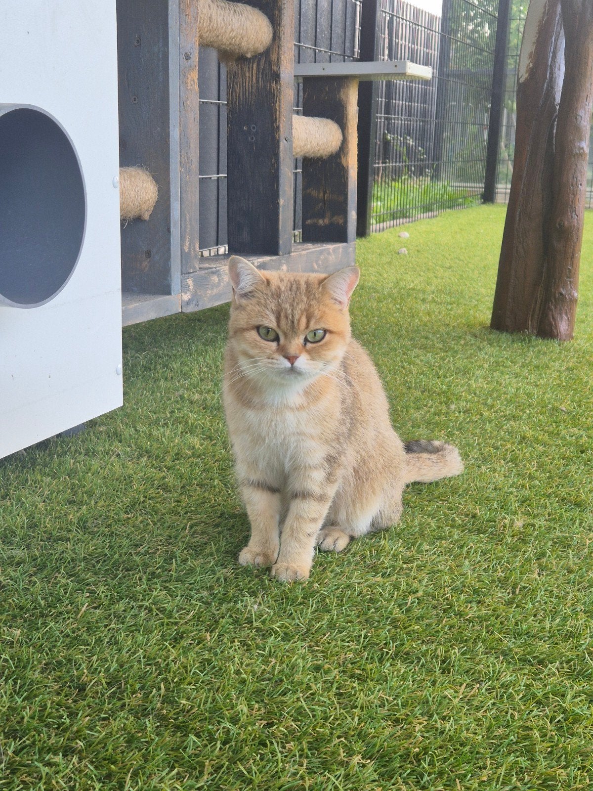 Britse korthaar poes, Chatte ou Chat, Avec puce électronique, 0 à 2 ans