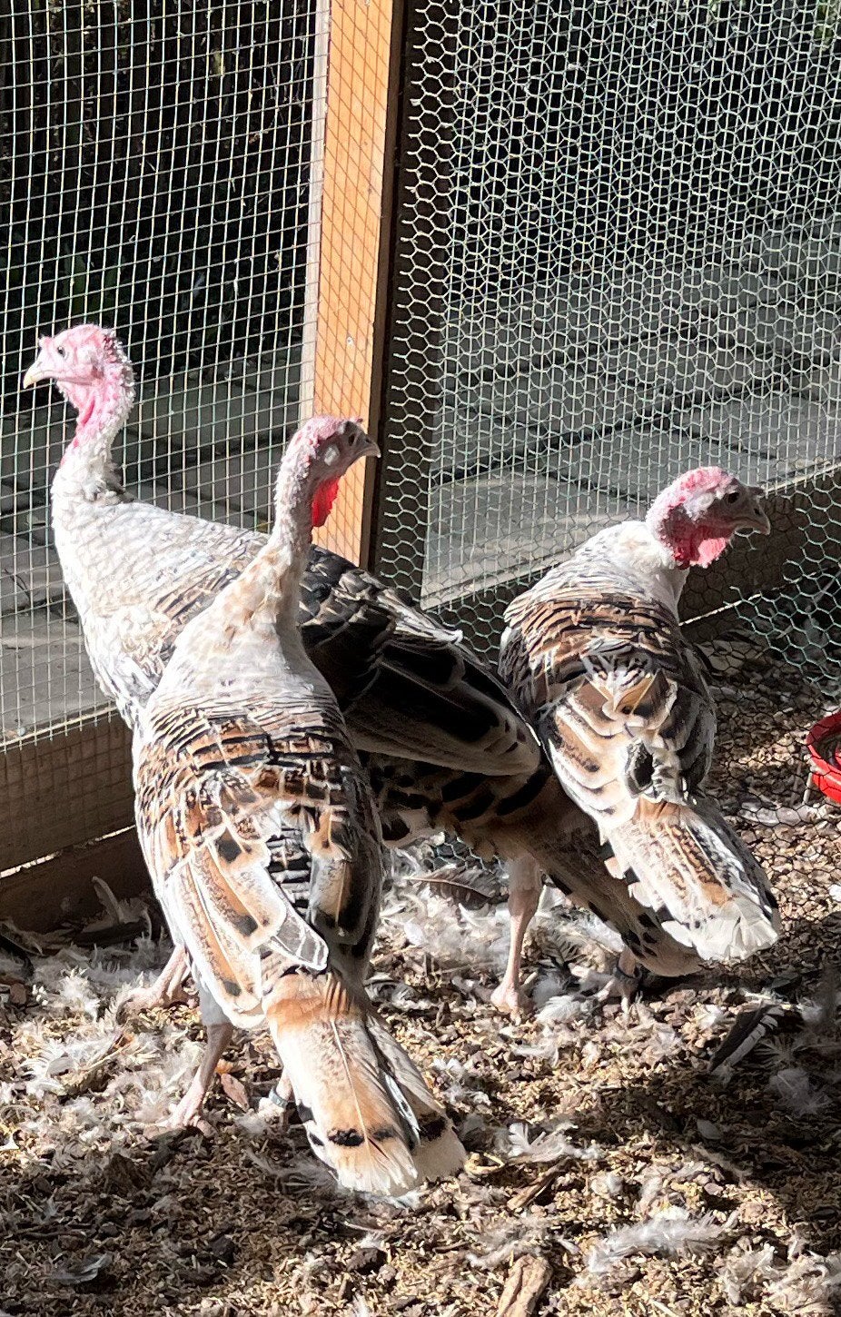 Ronquieres kalkoen Geelschouder, Dieren en Toebehoren, Kalkoen