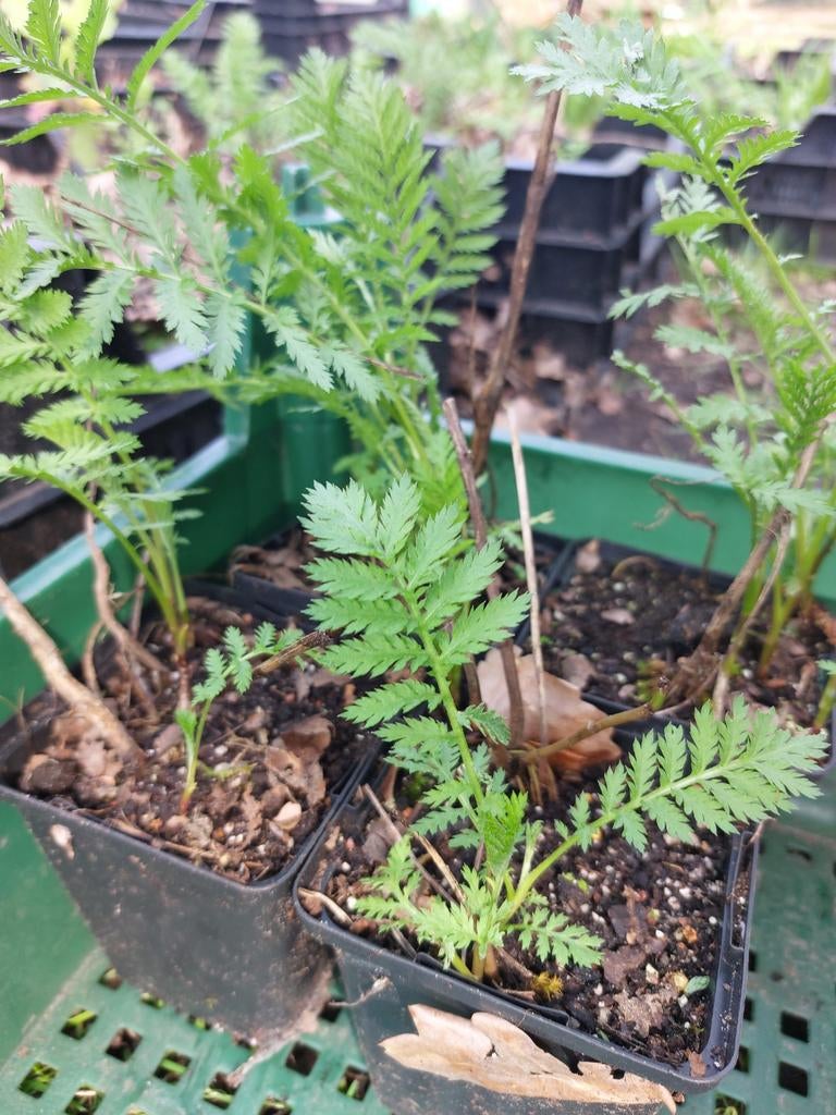 Boerenwormkruid - p9, Tuin en Terras, Ophalen