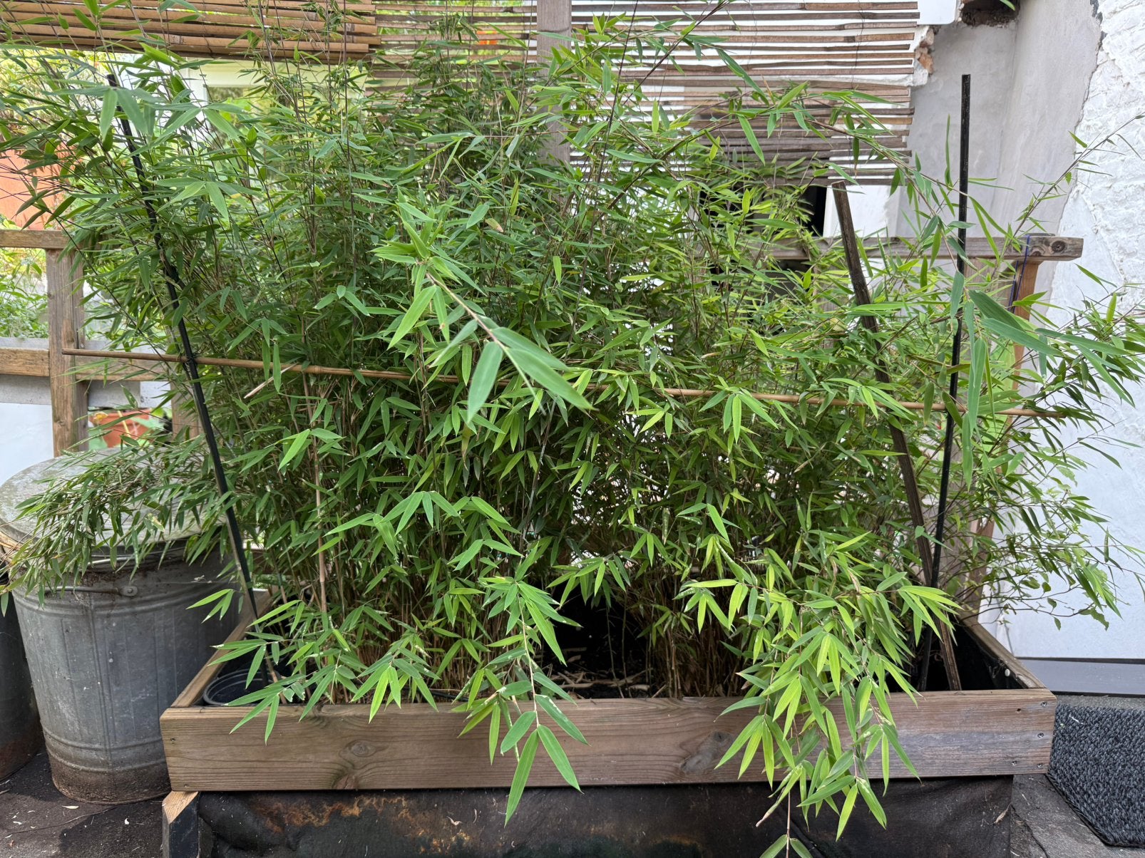 Bambou non-invassive, Tuin en Terras, Planten | Tuinplanten, Vaste plant, Bloeit niet, Halfschaduw, Ophalen