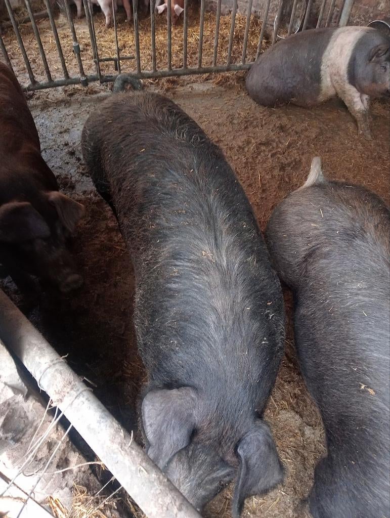 Duroc varken mag op skivakantie, Porcs