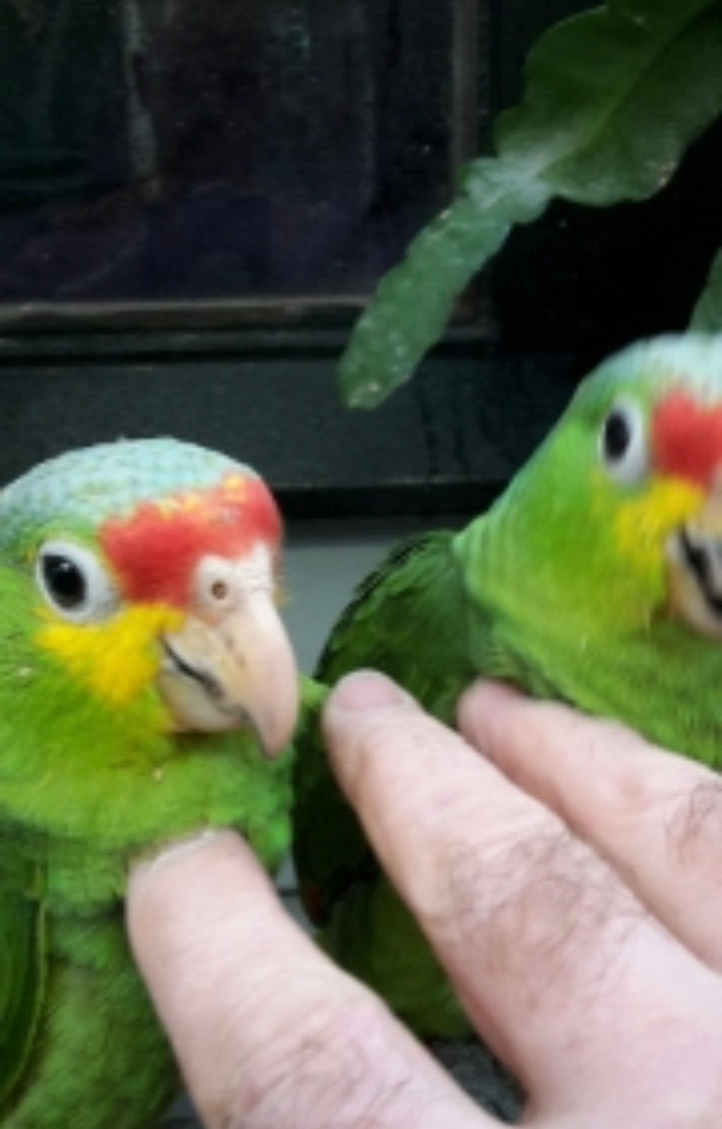 Geelwang amazone, Dieren en Toebehoren, Vogels | Parkieten en Papegaaien, Tam