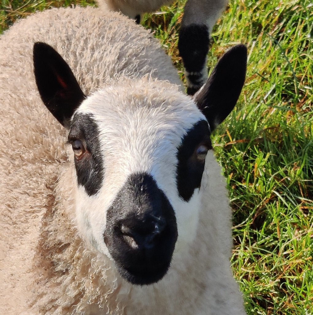 kerry hill ramlammeren, Dieren en Toebehoren, Schapen, Geiten en Varkens, Schaap, Mannelijk, 0 tot 2 jaar