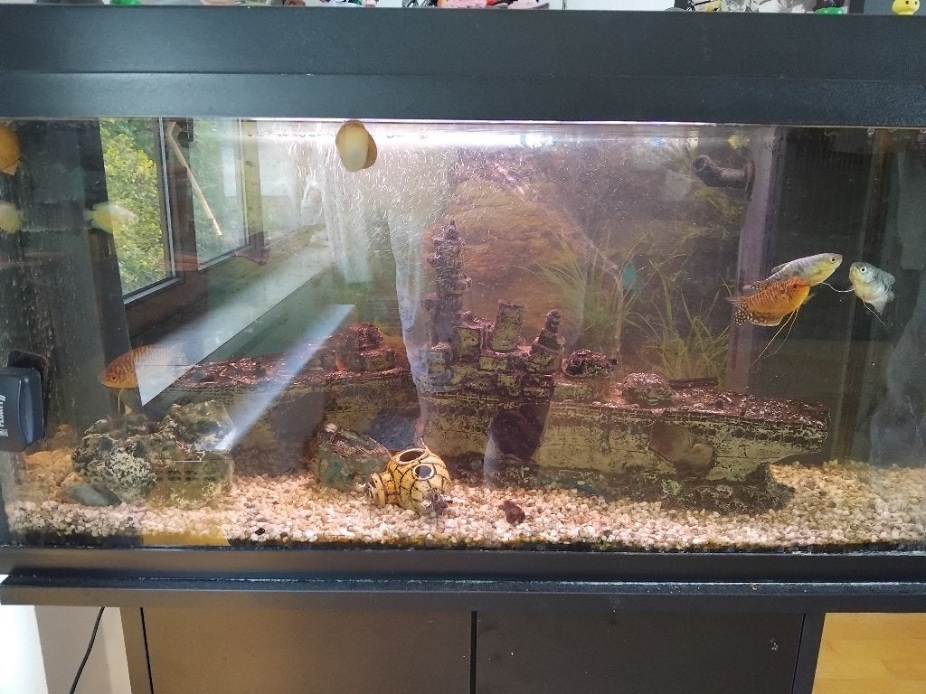 Vissen + kikkers + aquarium, Dieren en Toebehoren, Vis, Zoetwatervis