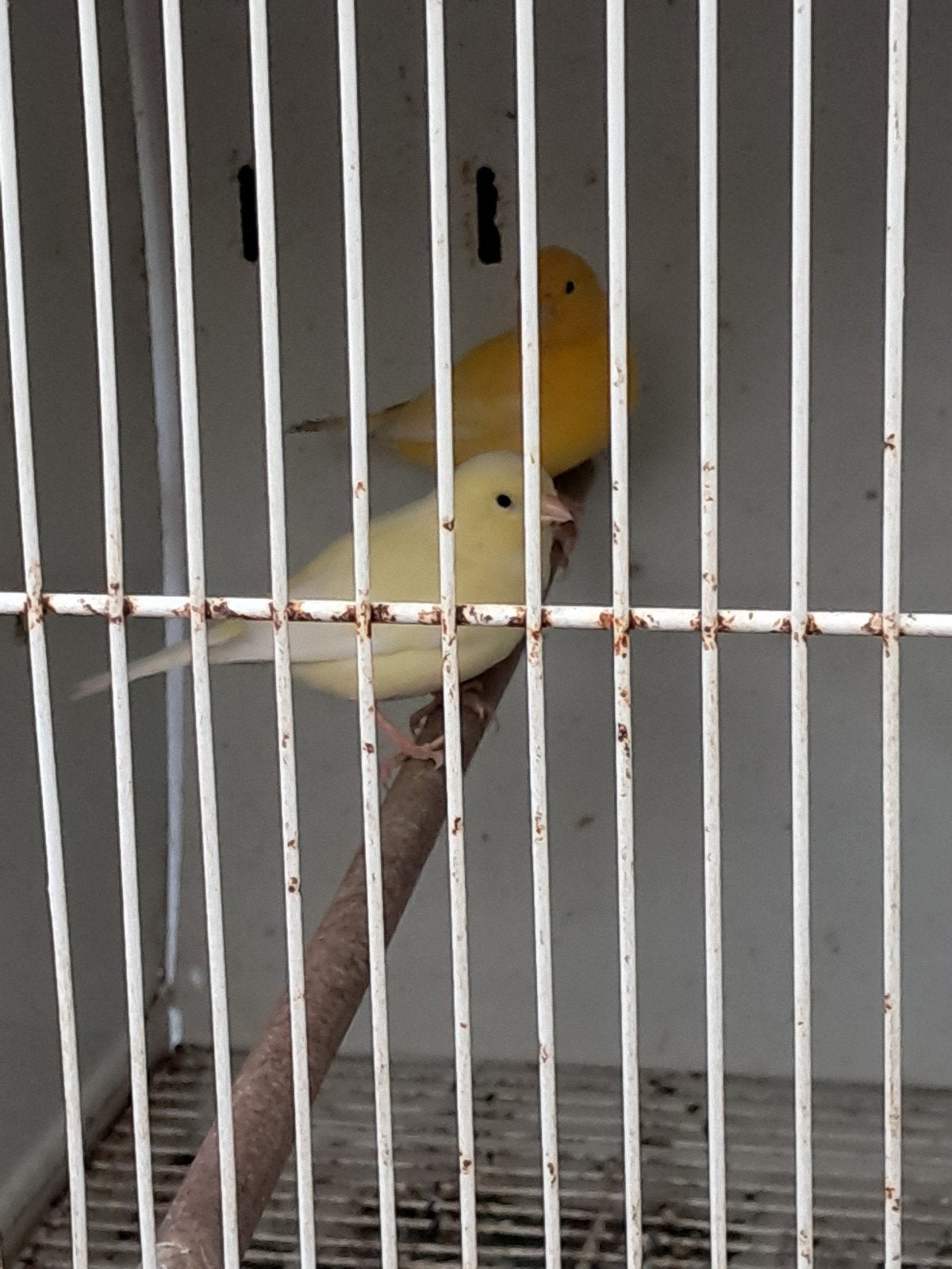 gele kanaries, Dieren en Toebehoren